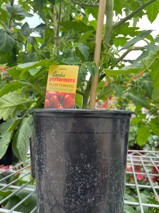 1 Gallon Tomato Plant