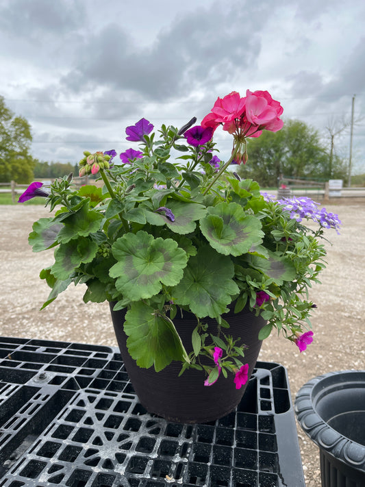 Annual Assorted Planter