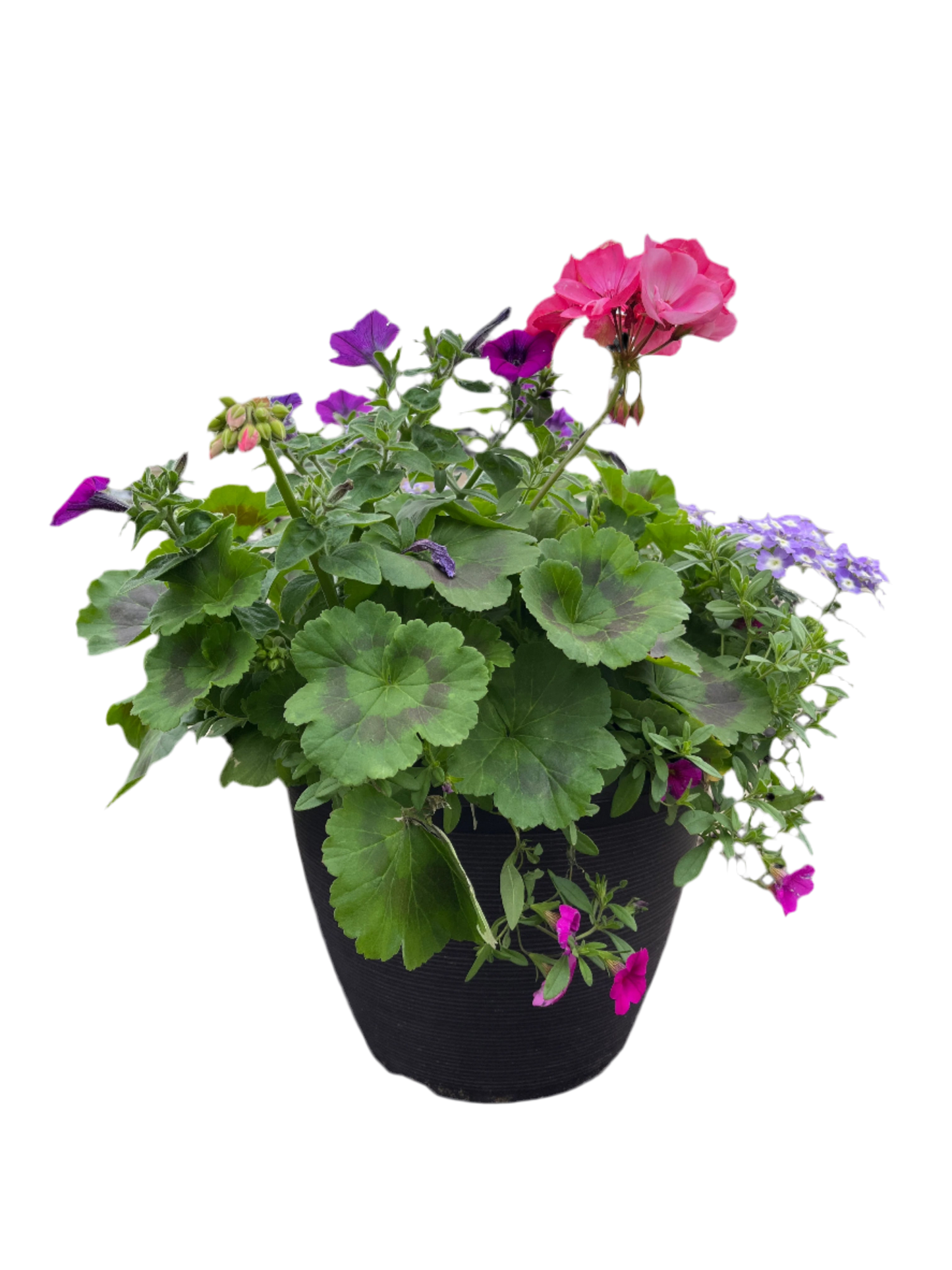 Annual Assorted Planter