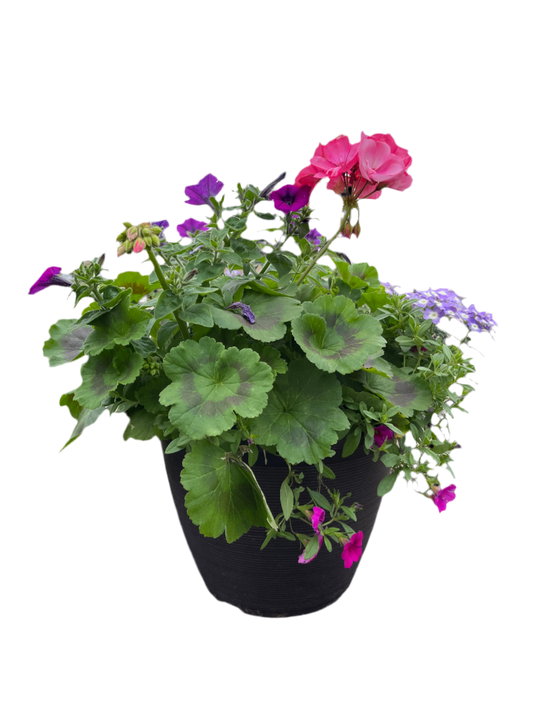 Annual Assorted Planter