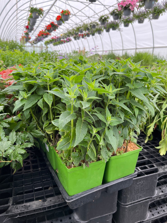 Monarda Sugar Buzz® 'Bubblegum Blast'
