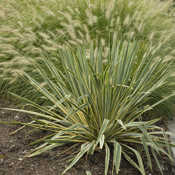 Yucca filamentosa 'Bright Edge'