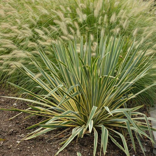 Yucca filamentosa 'Bright Edge'