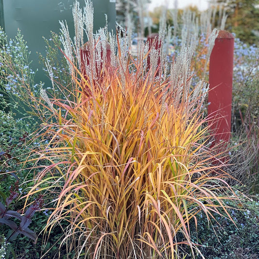 Maiden Grass ‘Purpurescens’