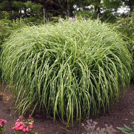 Zebra Grass ‘Strictus’