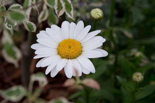 Leucanthemum x superbum 'Becky'