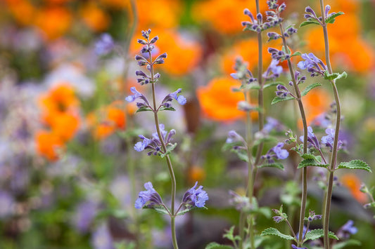 Catmint ‘Walker’s Low’