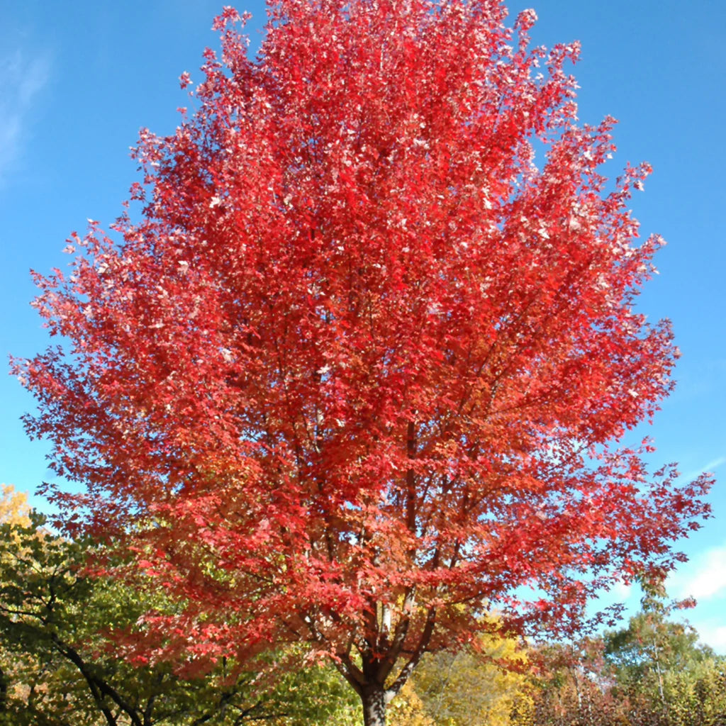 Autumn Blaze® Freeman Maple Tree