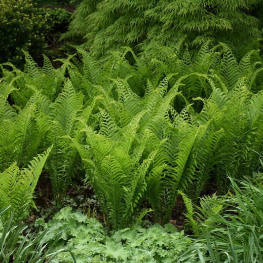 Ostrich Fern