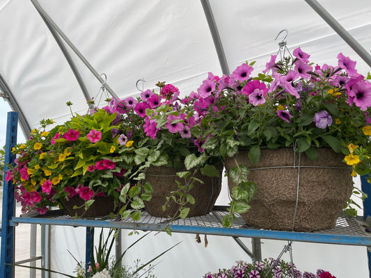 Annual Deluxe Fibre Hanging Basket
