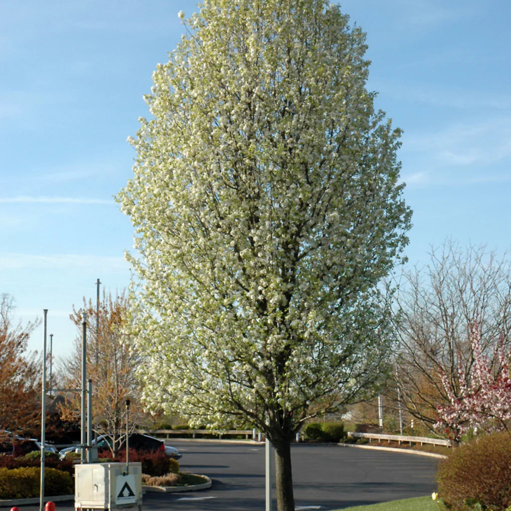 Chanticleer Callery Pear Tree