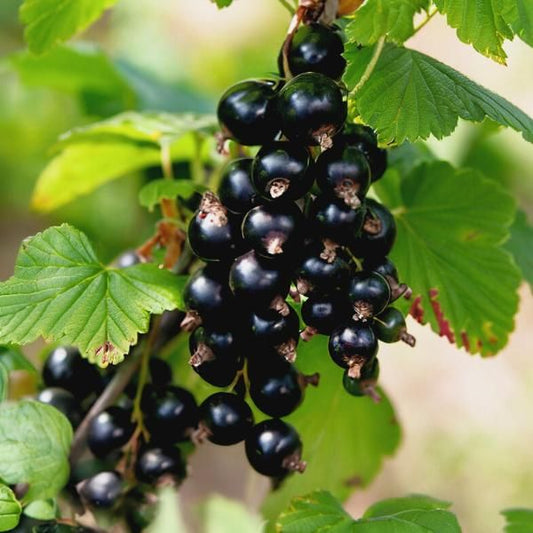 Currant 'Consort' (Black)