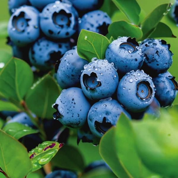 Blueberry 'Patriot'