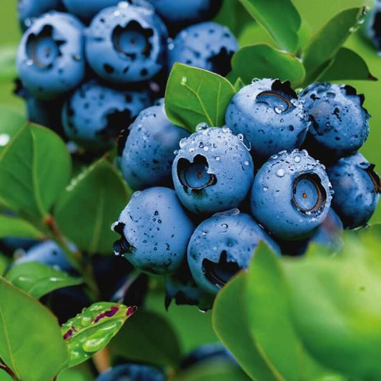 Blueberry 'Patriot'