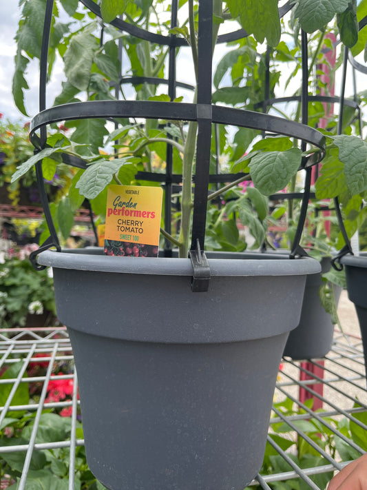 Patio Vegetable
