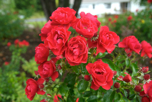 Scarlet Rose