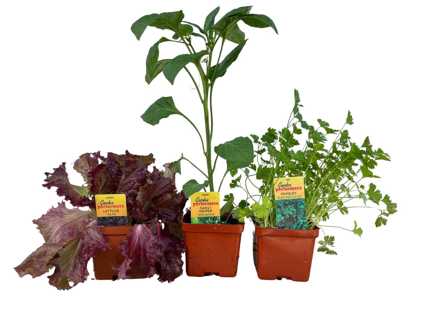 Assorted Vegetables, Fruits and Herbs