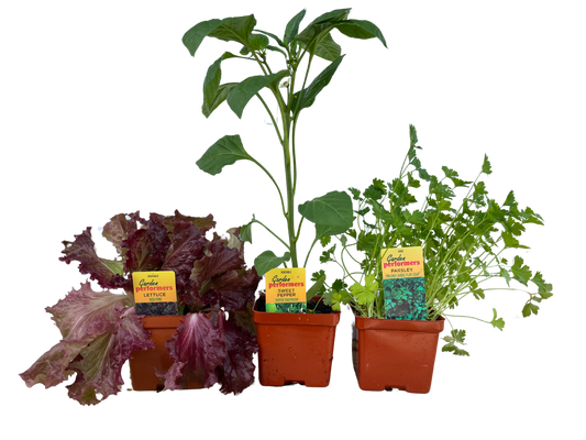 Assorted Vegetables, Fruits and Herbs