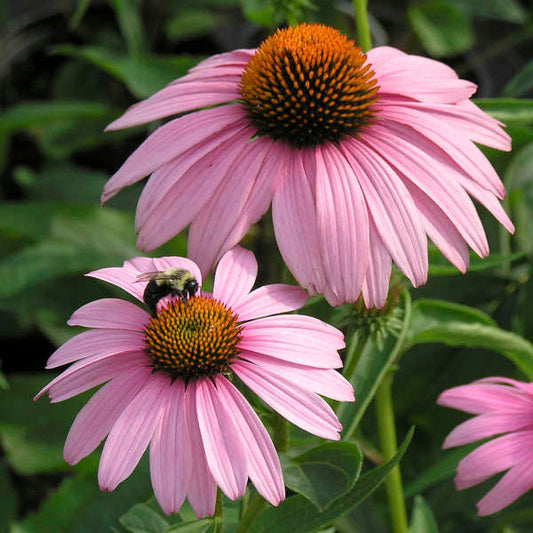 Purple Coneflower ‘Magnus’