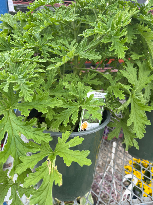 Citronella Mosquito Plant