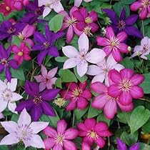 Triple Mix A Clematis