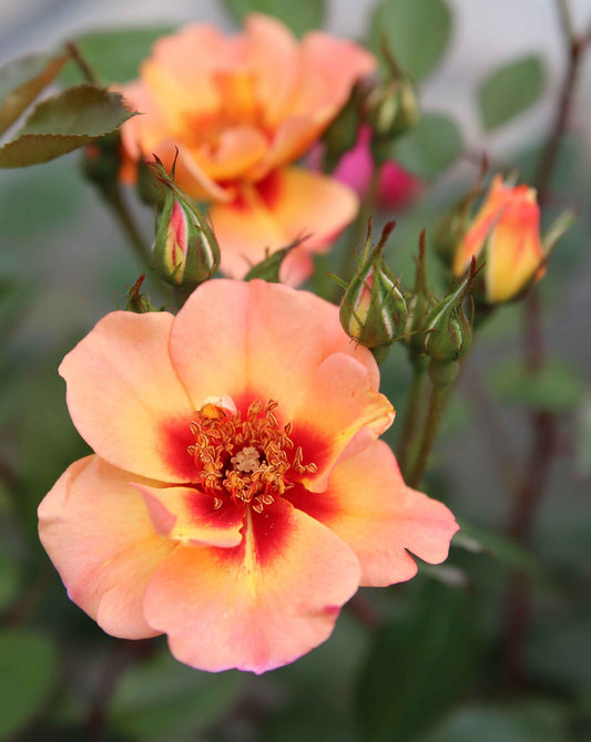 Peach Rose