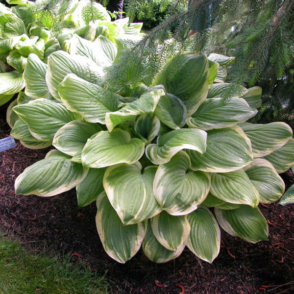 Hosta ‘Fragrant Bouquet’ (Plantain Lily)