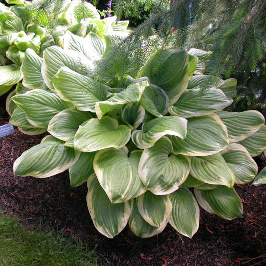 Hosta ‘Fragrant Bouquet’ (Plantain Lily)