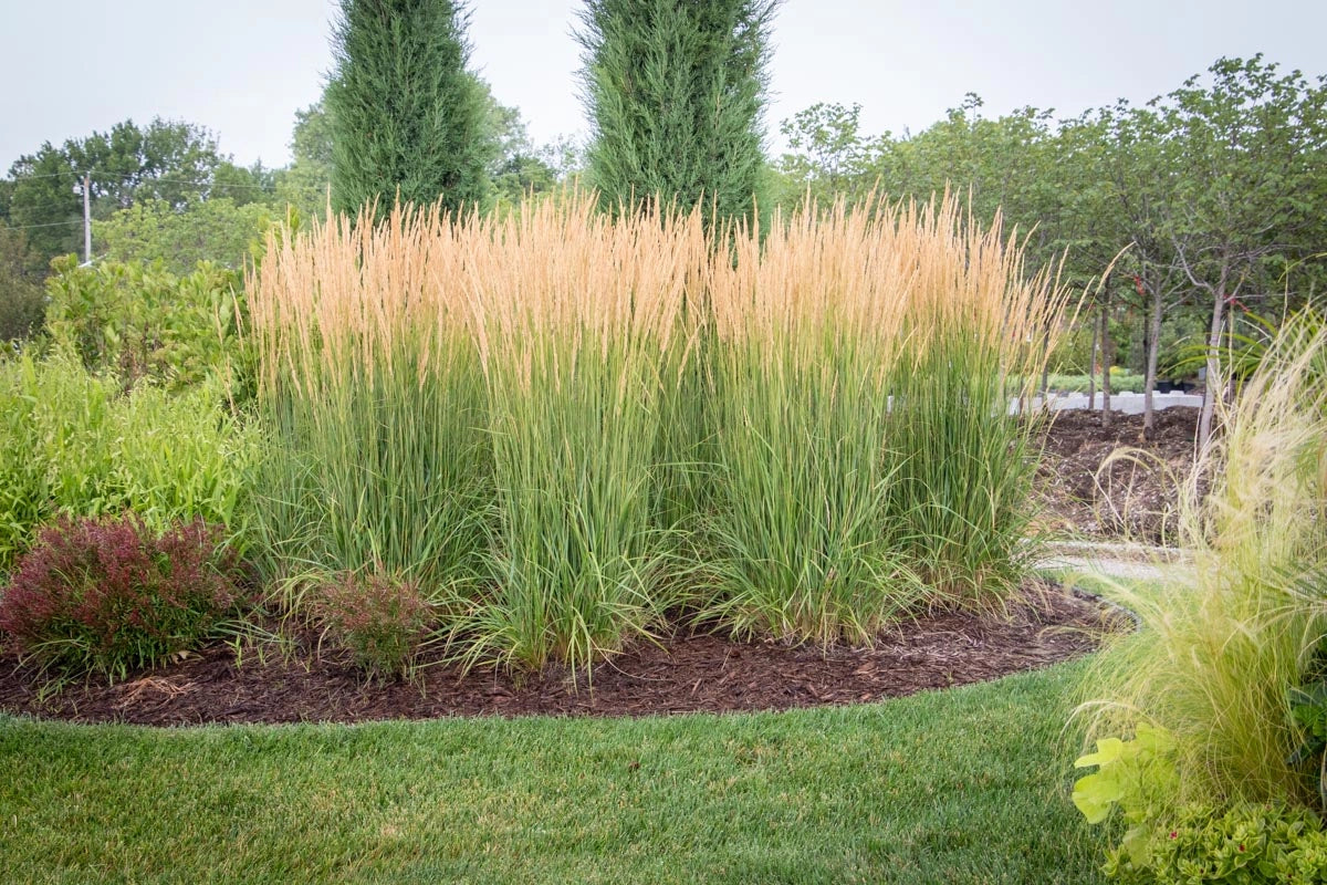 Feather Reed Grass
