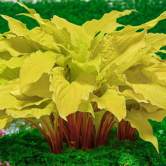 Hosta 'Lipstick Blonde'