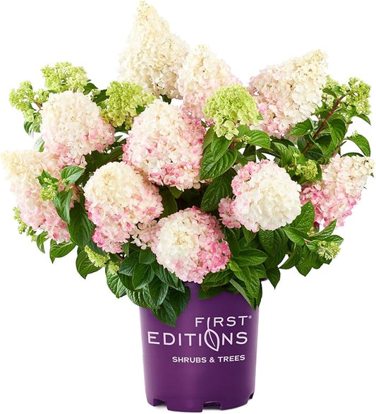 Hydrangea Vanilla Strawberry™ FE®