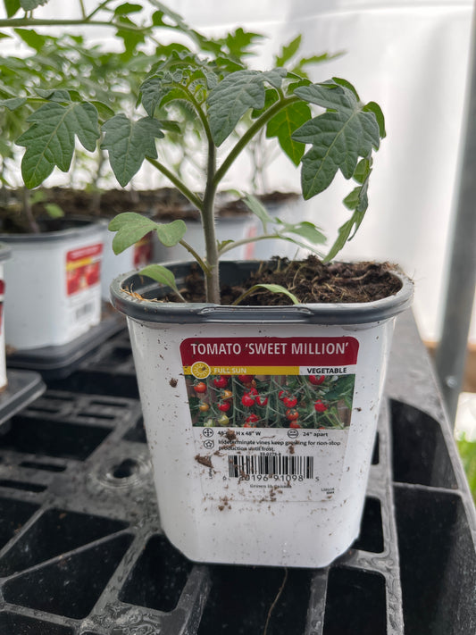 Tomato