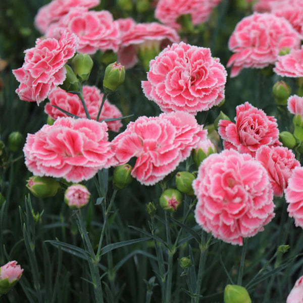 Dianthus Scent First® 'Coral Reef'