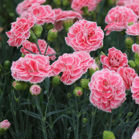 Dianthus Scent First® 'Coral Reef'