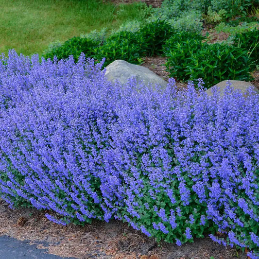 Catmint ‘Purrsian Blue’