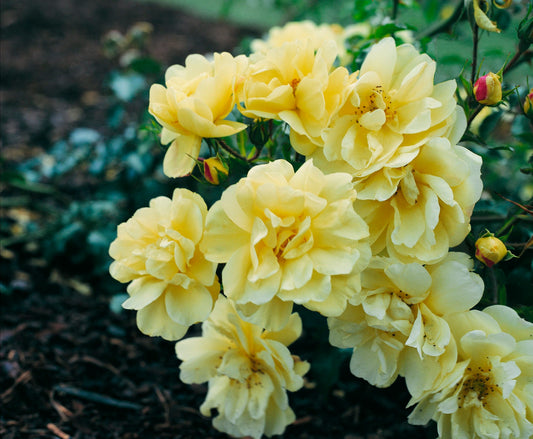 Yellow Rose
