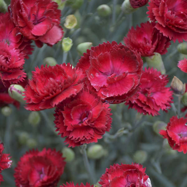 Dianthus Pretty Poppers™ 'Electric Red'