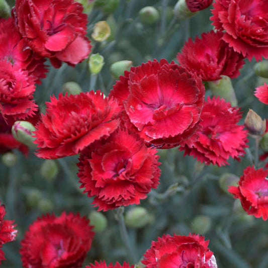 Dianthus Pretty Poppers™ 'Electric Red'