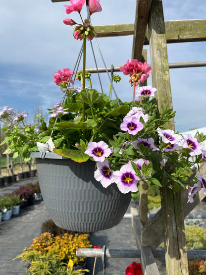 Assorted Hanging Baskets