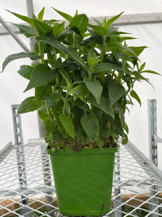 Monarda Sugar Buzz® 'Bubblegum Blast'