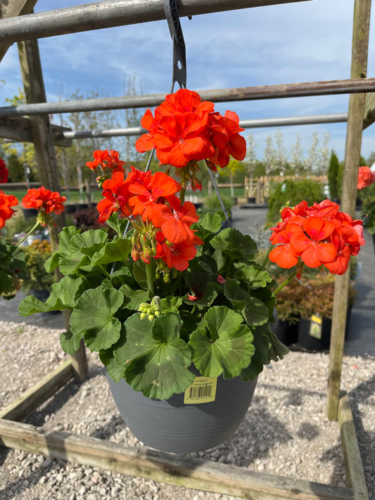 Assorted Hanging Baskets