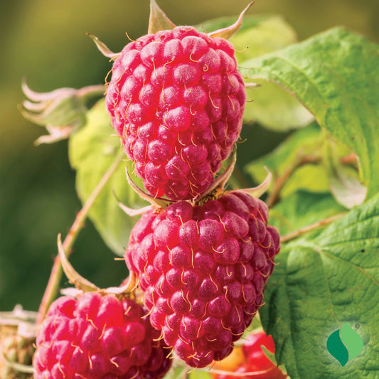 Raspberry 'Latham'