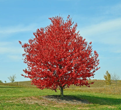 Red Sunset® Red Maple Tree