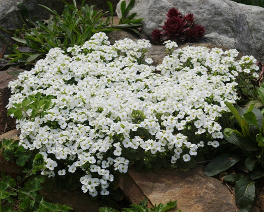 Alpine Rock Cress ‘Snow Cap’