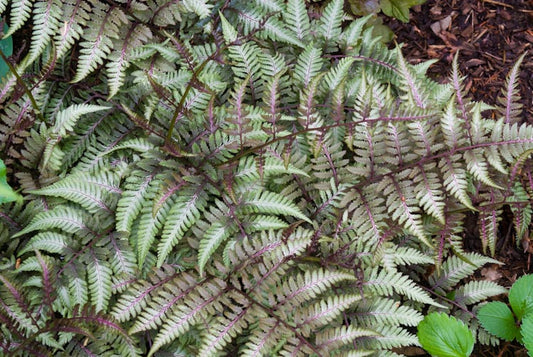 Athyrium niponicum var. 'Pictum' (Japanese Painted Fern)