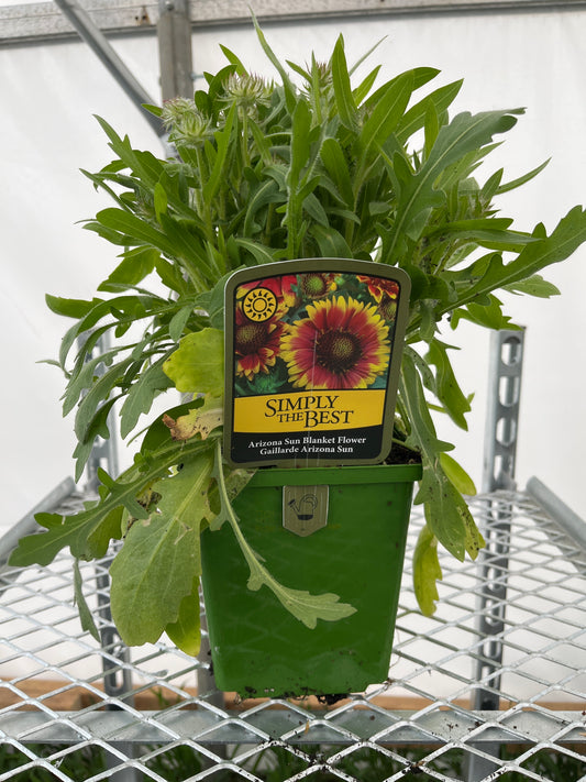 Gaillardia aristata 'Arizona Sun'