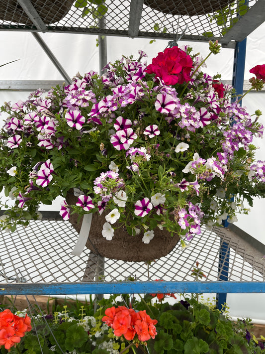 Annual Deluxe Fibre Hanging Basket