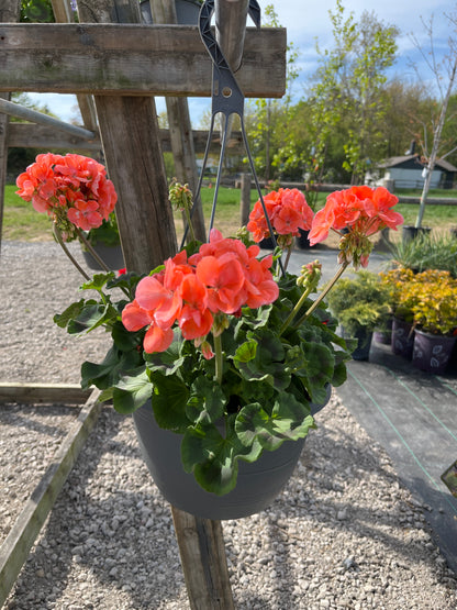 Assorted Hanging Baskets