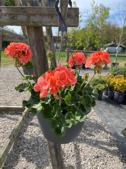 Assorted Hanging Baskets
