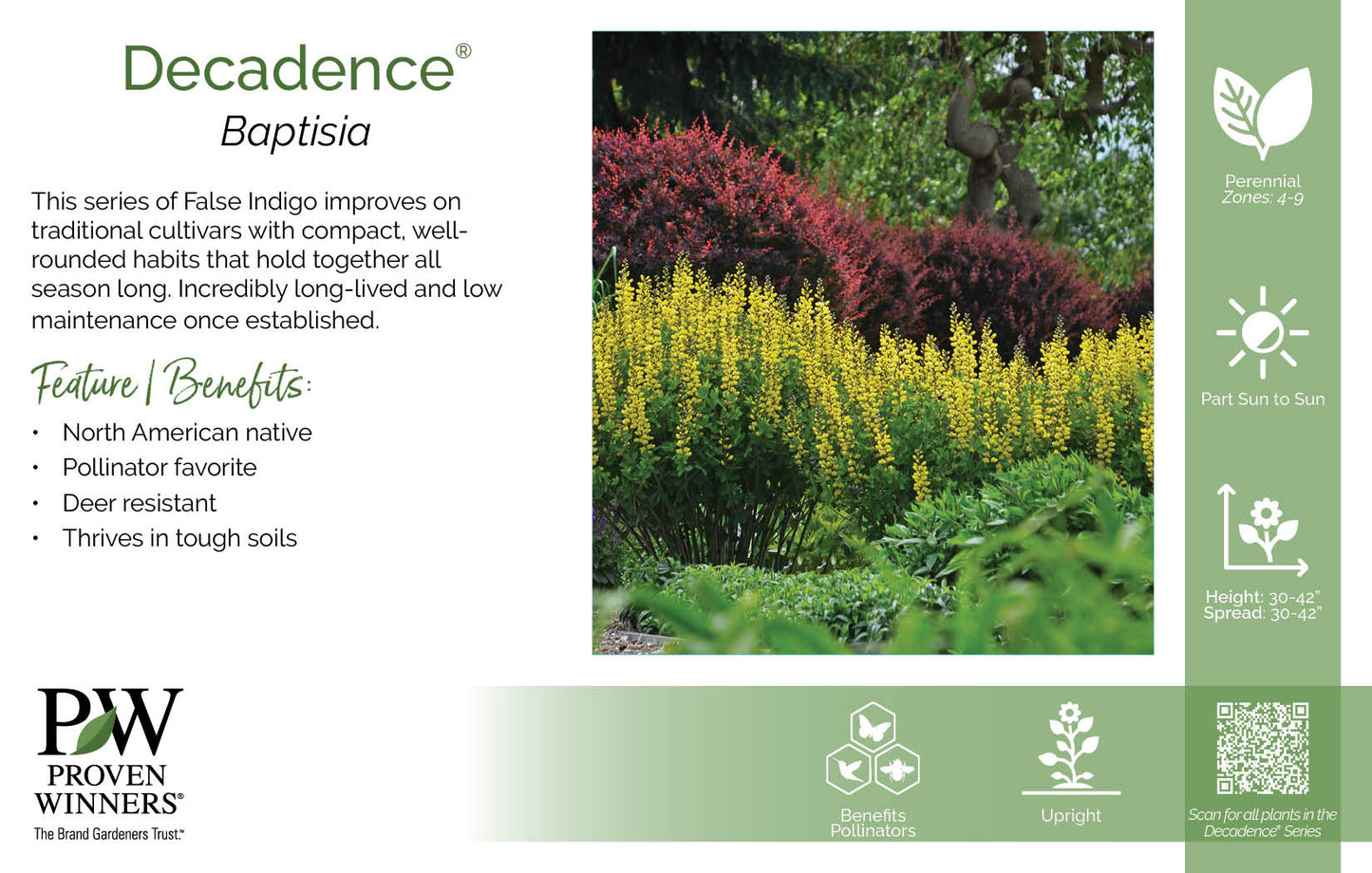 Baptisia Decadence® Deluxe 'Pink Lemonade' PW®